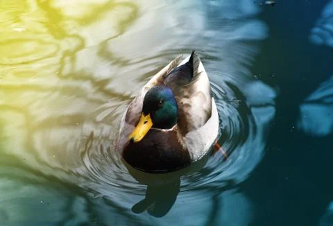 Wild duck background Stock Photos