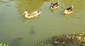 Wild duck in basin HD Footage