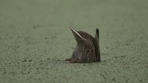 Wild duck bathe in the pond Видео 80904005