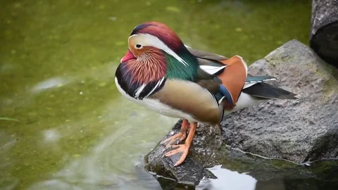 Wild Duck Bird at Zoo Stock Footage 80623567
