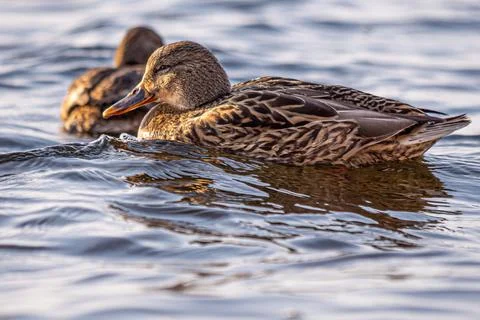 Wild duck bobbing on the waves Stock Photos