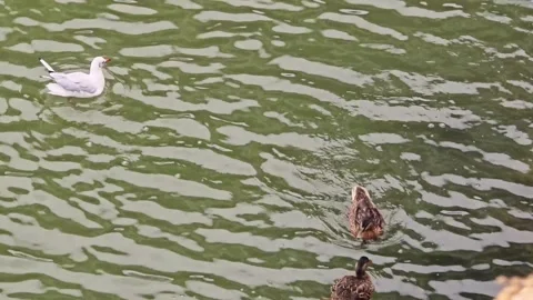 Wild duck chasing away a white seagull on river water surface Stock Footage 345618703