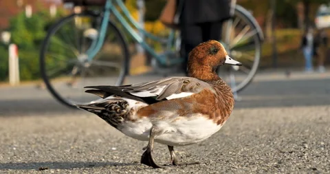 Wild duck in a city Vídeos de archivo 221415483