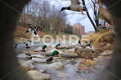 Wild duck in the city river Stock Photos