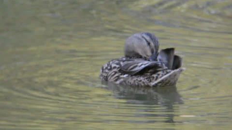 Wild duck cleaning feathers Stock Footage 39756944