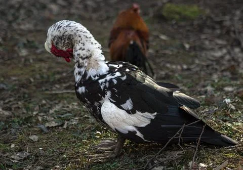 A wild duck cleaning itself Stock Photos