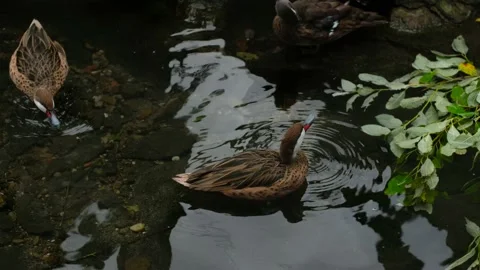 Wild duck cleans feathers and drinks water in the lake. Stock Footage 201619918