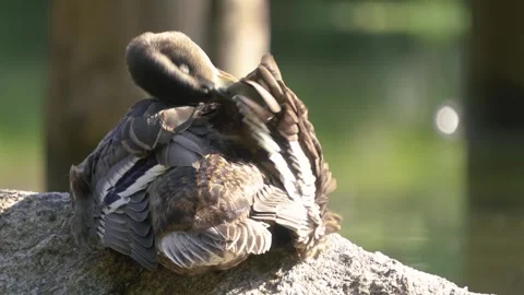 Wild duck cleans its feathers on the rocky shore of mountain lake Stock Footage 293001839