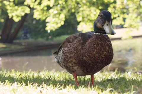 Wild duck, close-up Stock Photos
