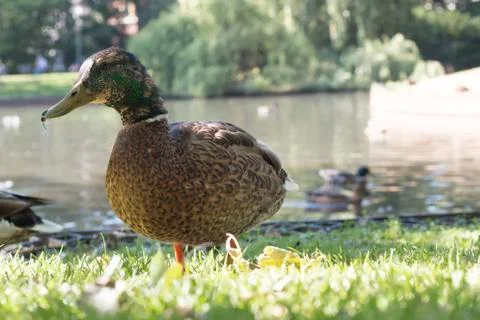 Wild duck, close-up Foto stock