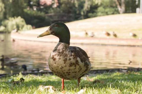 Wild duck, close-up Stock Photos