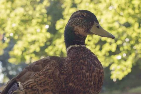 Wild duck, close-up Stock Photos
