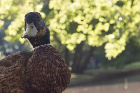 Wild duck, close-up Stock Photos