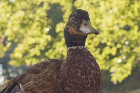 Wild duck, close-up Stock Photos
