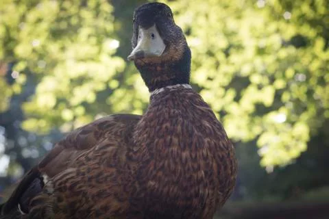 Wild duck, close-up Stock Photos
