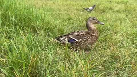 Wild duck in the dense green grass of the city park Stock Footage 160705478