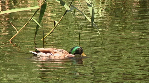 Wild duck dives for fish Stock Footage 39644674