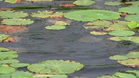 A wild duck is diving in the pond to search for food. 4K video. Huan Tan Park. Stock Footage 334347279