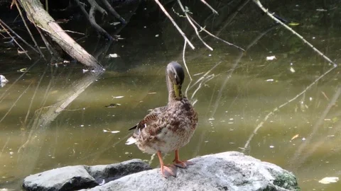 Wild duck, drake Stock Footage 95011725