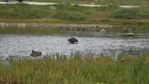 Wild Duck Drinking Water in Pond with Flock, Nuuk Greenland 4K Stock Footage 345515310