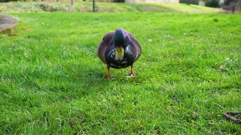 Wild duck eats on a green meadow in spring park on a sunny day Video stock 127408341