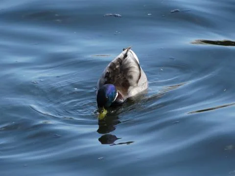 A wild duck eats in water. Stock Photos