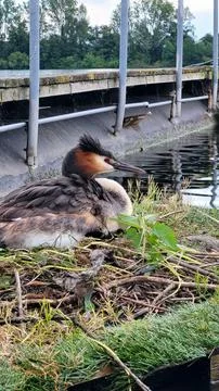 Wild duck with eggs Stock Photos
