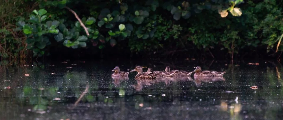 Wild duck family with a group of baby ducklings on a lake. refelctions in wat Stock Photos