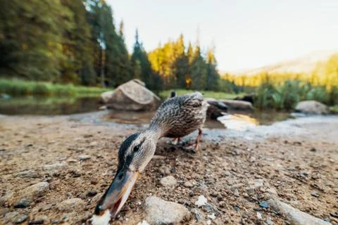 Wild duck feeding with leftover bread, wide angle view Stock Photos
