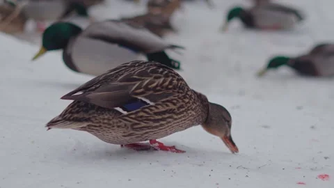 Wild duck feeds on the snow Stock Footage 326340080