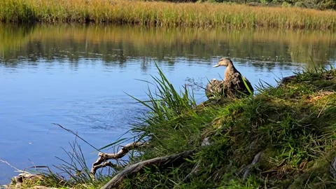Wild duck flapping wings among gnarled tree roots on lake shore Stock Footage 343734175