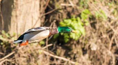 Wild duck in flight Stock Photos