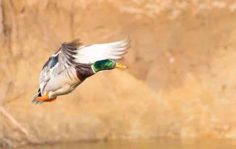 Wild duck in flight Stock Photos