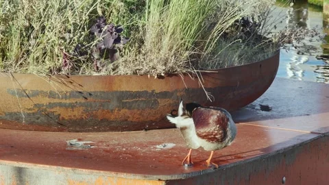 Wild duck on a floating flowerbed, front view 库存影片 255017787