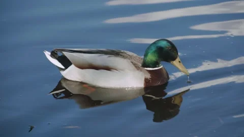 Wild duck floating on water Stock Footage 274061953