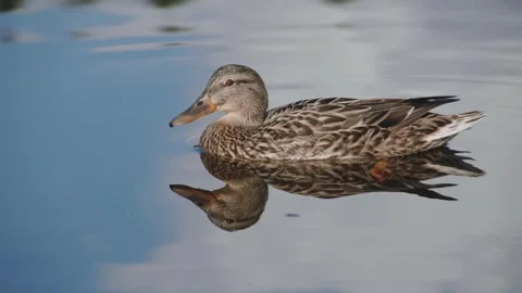 Wild duck floating on water Stock Footage 274062025
