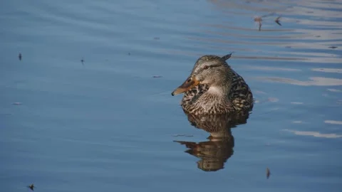 Wild duck floating on water Stock Footage 274062026