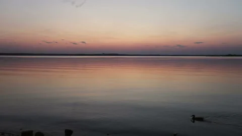 Wild duck floats on the lake at sunset. Stock Footage 124367339