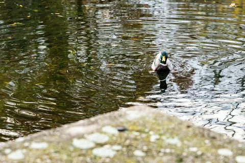 A wild duck floats on the quiet surface of the lake like a tiny boat. Stock Photos