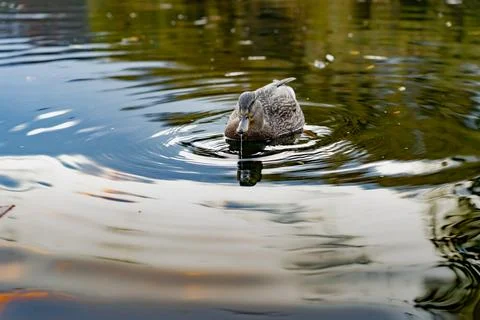 A wild duck floats on the quiet surface of the lake like a tiny boat. Stock Photos