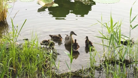 Wild duck with a flock of ducklings Stock Footage 202249096