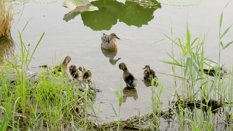 Wild duck with a flock of ducklings Stock Footage 202250994