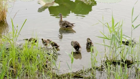 Wild duck with a flock of ducklings Stock Footage 202251429