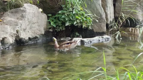 Wild Duck Flying and Landing on Rock in River Splashing Water Nature Korea Stock-Footage 344525751