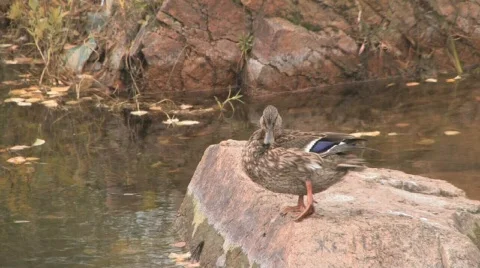 Wild duck Video stock 303688