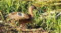 Wild duck HD Footage