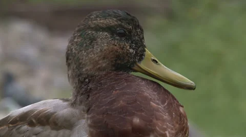 Wild Duck Stock Footage 31133596