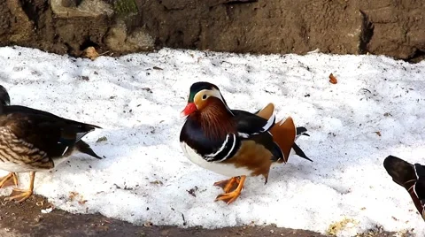 Wild duck Video stock 46739851