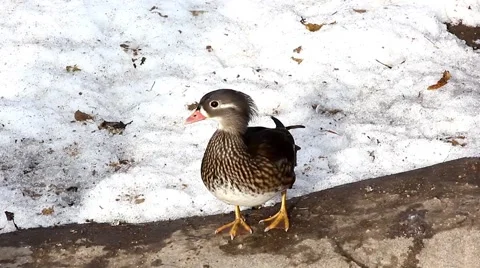 Wild duck Video stock 46739953