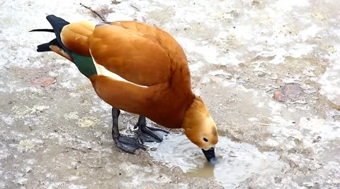 Wild duck Video stock 46740096